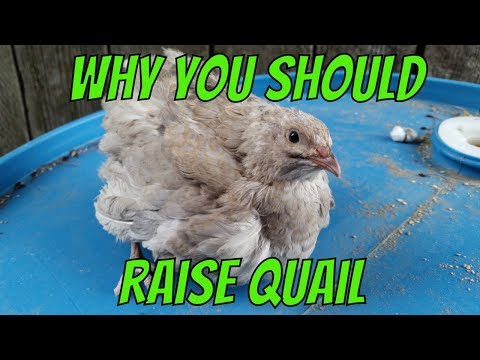Why You Should Raise Quail
