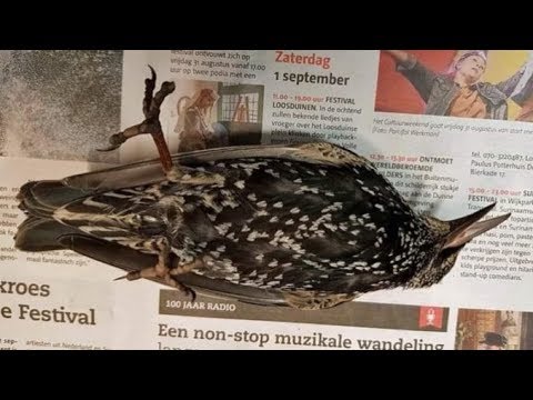 Hundreds Of Birds Fall From The Sky During 5G Test In The Netherlands