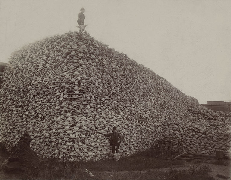 Buffalo Skeletons